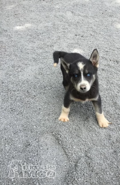 siberian husky cucciolo maschio con pedigree enci