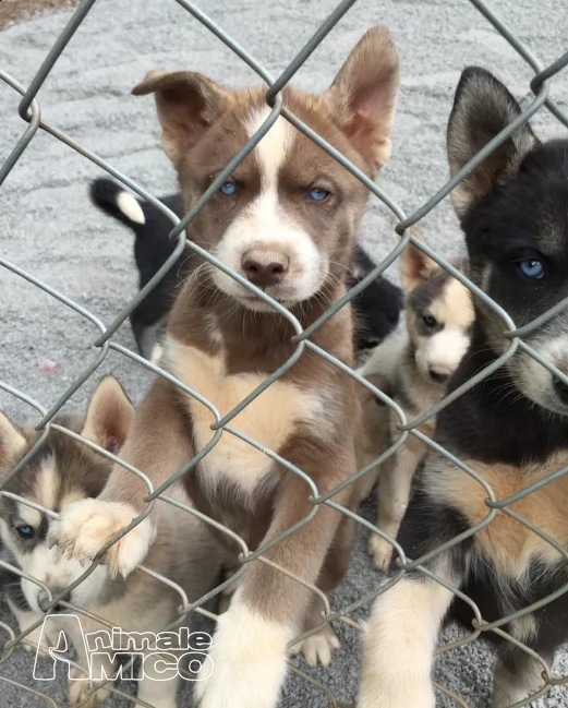 siberian husky cucciolo maschio con pedigree enci | Foto 2