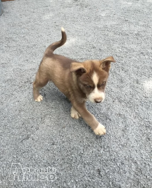 siberian husky cucciolo maschio con pedigree enci | Foto 0