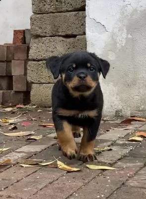disponibili cuccioli di rottweiler 