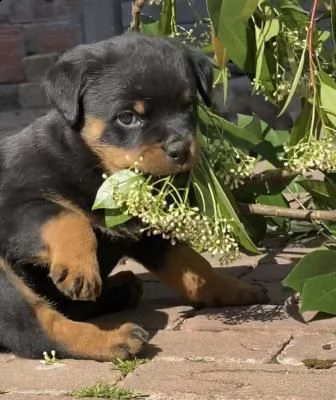 disponibili cuccioli di rottweiler  | Foto 0