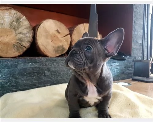 bulldog francese blu | Foto 1