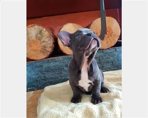 bulldog francese blu