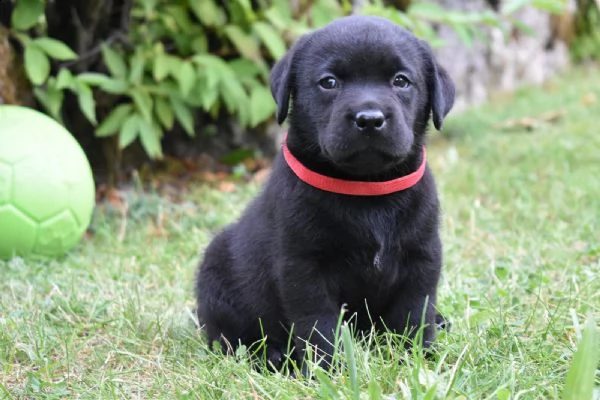 labradore retriever cuccioli con pedigrée