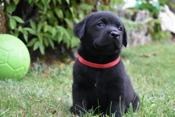 labradore retriever cuccioli con pedigrée | Foto 0