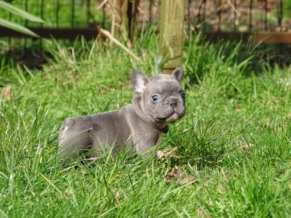 bouledogue francesi ble  silver maschio occhi blu