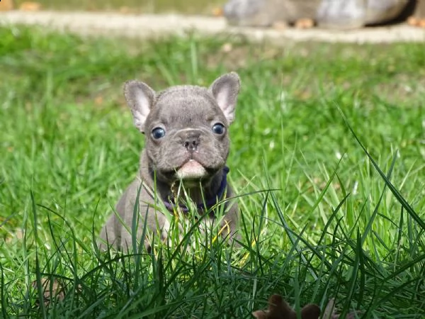 bouledogue francesi ble  silver maschio occhi blu | Foto 0