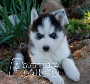  cuccioli siberian husky maschio e femmina