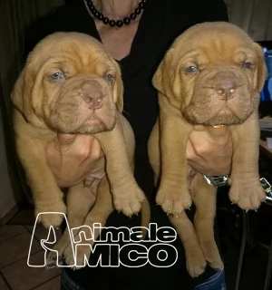 cuccioli dogue de bordeaux disponibili