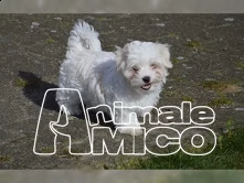 due bellissimi cuccioli di maltese toy | Foto 2