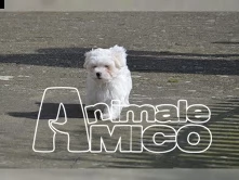 due bellissimi cuccioli di maltese toy | Foto 1