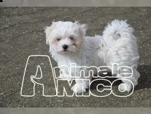 due bellissimi cuccioli di maltese toy | Foto 0