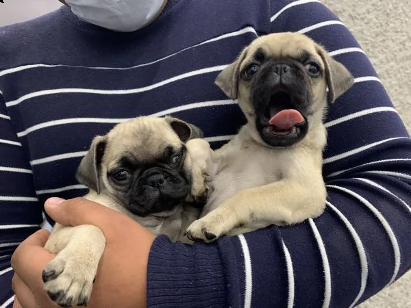 teneri cuccioli di carlino disponibili