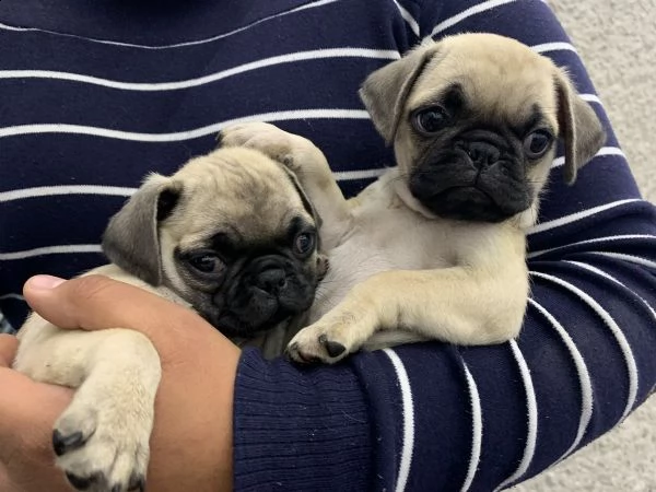 teneri cuccioli di carlino disponibili | Foto 0