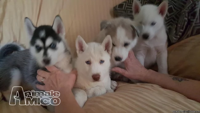 siberian husky con pedigree