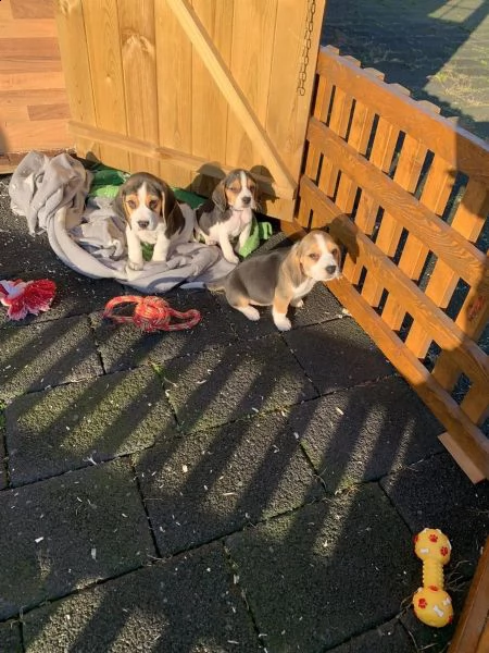 beagle cuccioli splendidi con pedigree