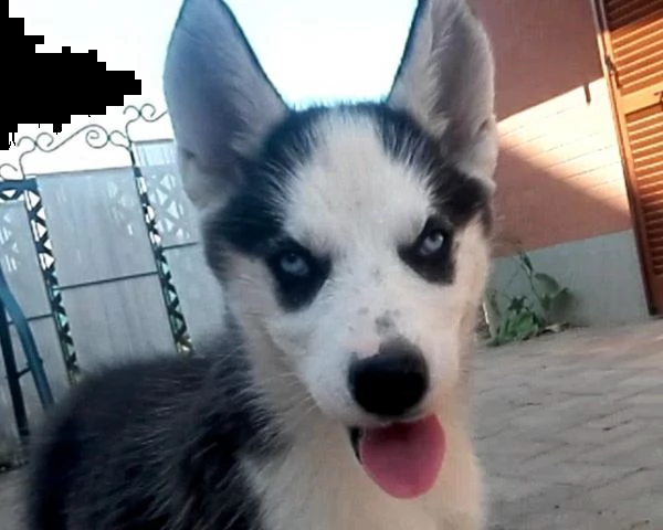 bellissimi cuccioli di siberian husky 