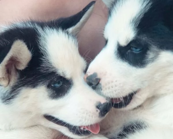 bellissimi cuccioli di siberian husky  | Foto 0