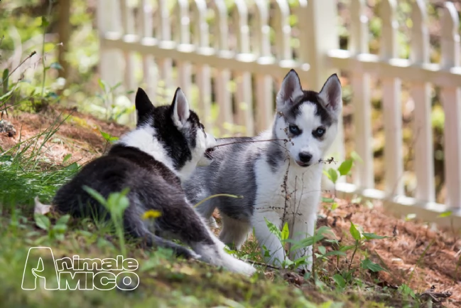 bellissimo esemplare maschio di siberian husky | Foto 0