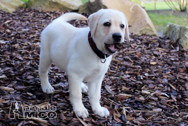 cuccioli di labrador con pedigree | Foto 1