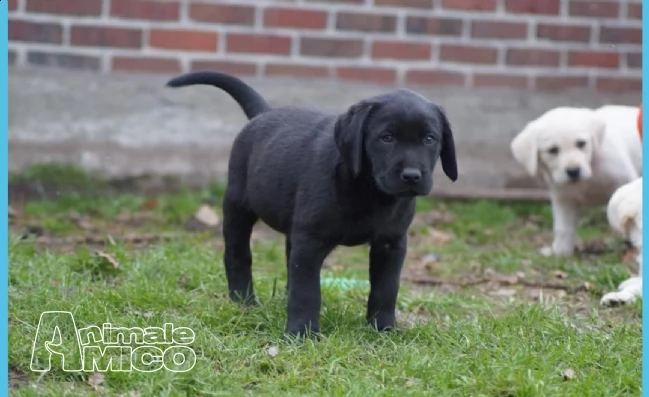 cuccioli di labrador con pedigree | Foto 0