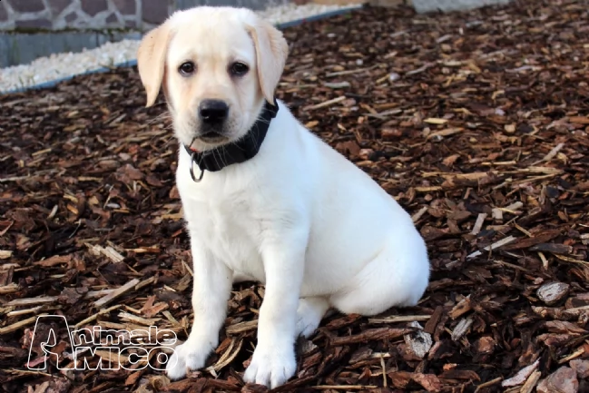 cuccioli di labrador con pedigree