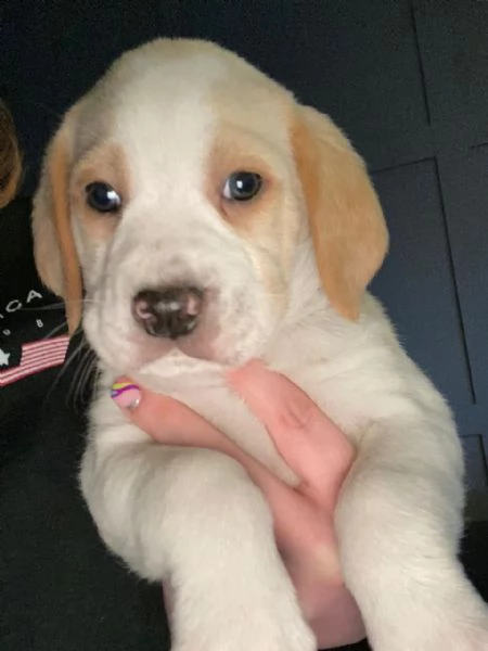 cuccioli beagle, con pedigree | Foto 0