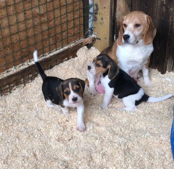splendidi cuccioli di beagle | Foto 4