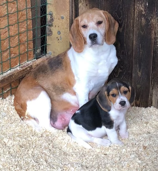 splendidi cuccioli di beagle | Foto 3