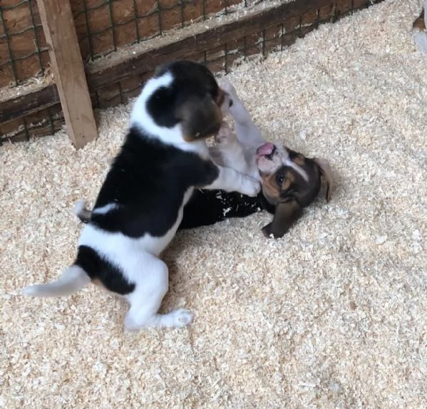 splendidi cuccioli di beagle | Foto 2