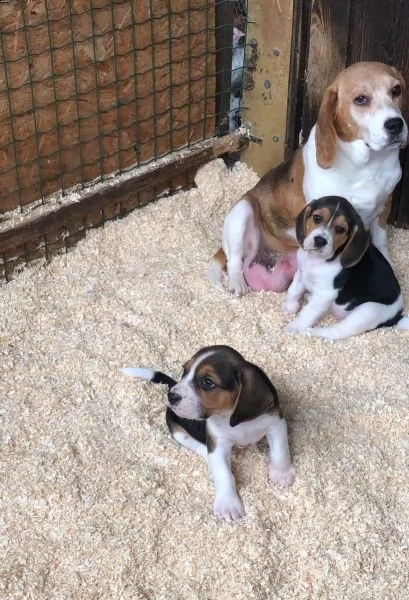 splendidi cuccioli di beagle | Foto 1