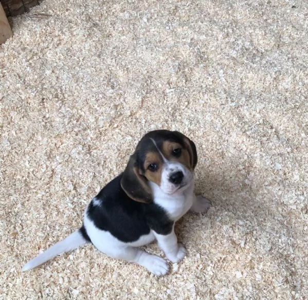 splendidi cuccioli di beagle