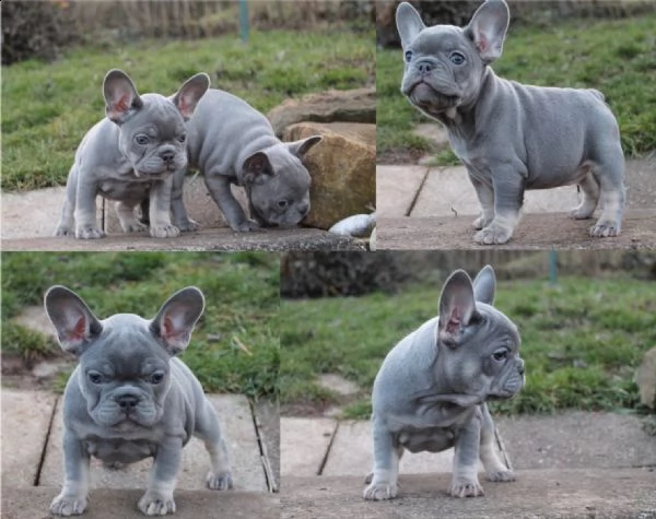 maschi e femmine di bulldog francese
