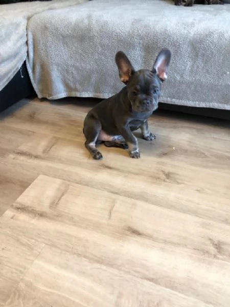 maschi e femmine di bulldog francese | Foto 3