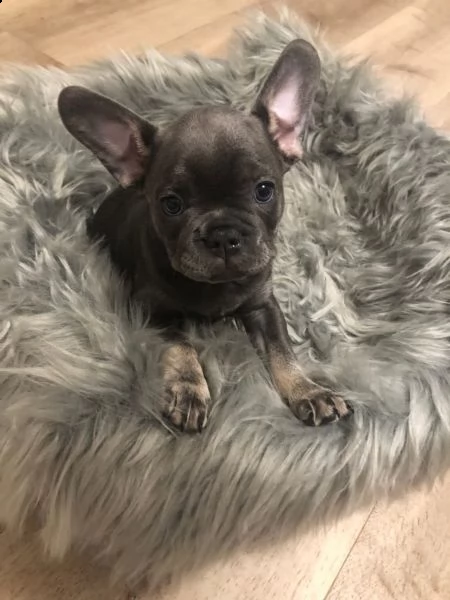 maschi e femmine di bulldog francese | Foto 2