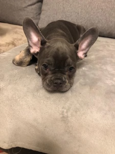 maschi e femmine di bulldog francese | Foto 1