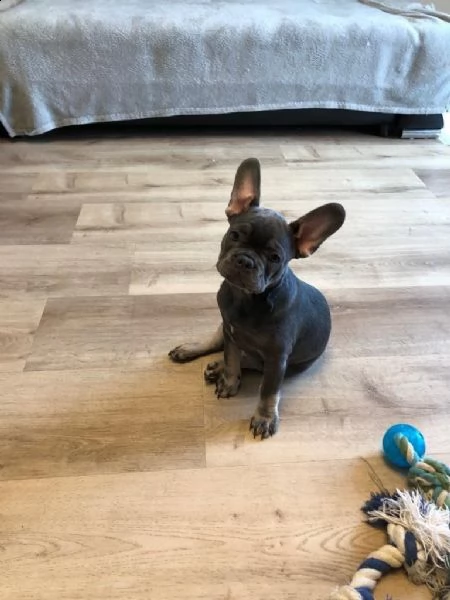 maschi e femmine di bulldog francese | Foto 0