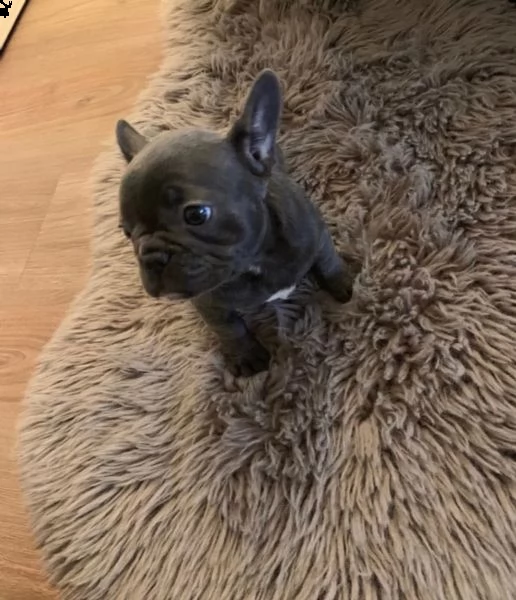 bulldog francese blu | Foto 0