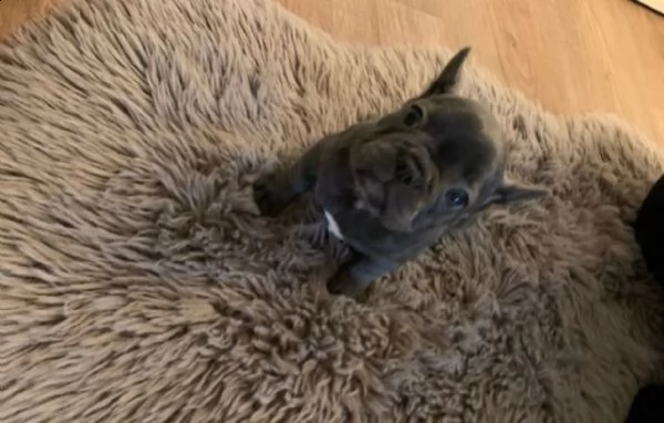 bulldog francese blu
