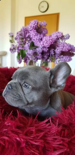 bouledogue francese- bulldog consegna domicilio | Foto 1