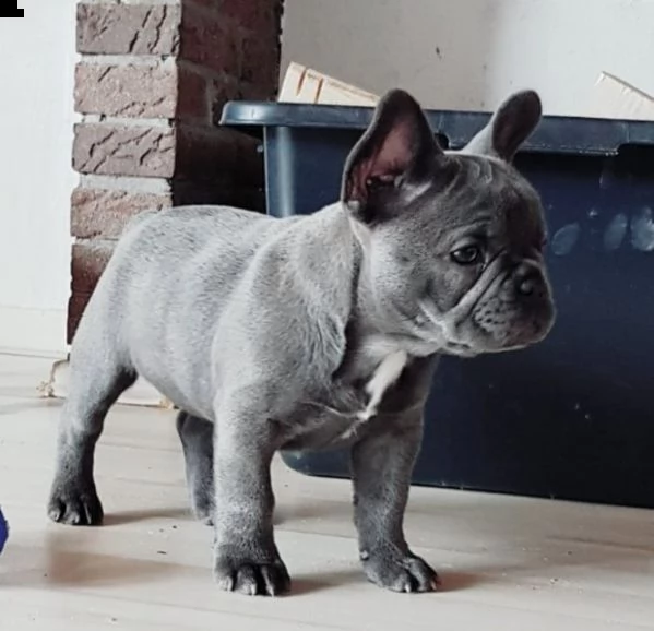 bouledogue francese- bulldog consegna domicilio | Foto 0