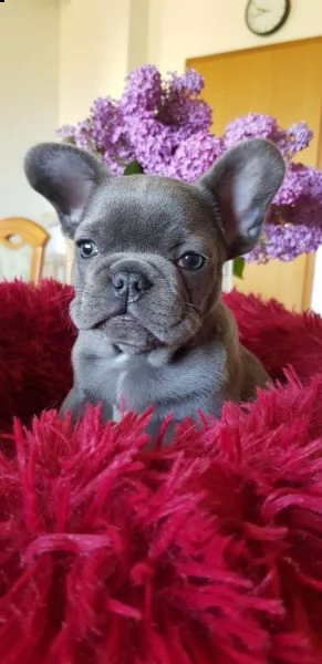 bouledogue francese- bulldog consegna domicilio