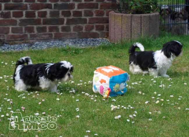 stupendi cuccioli di shih tzu | Foto 0