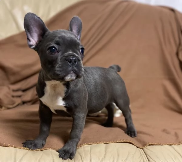 bouledogue francesi cuccioli splendidi,,,,, | Foto 1