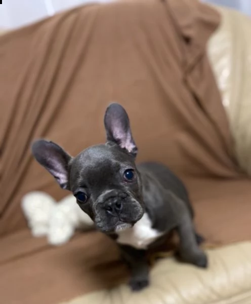 bouledogue francesi cuccioli splendidi,,,,, | Foto 0
