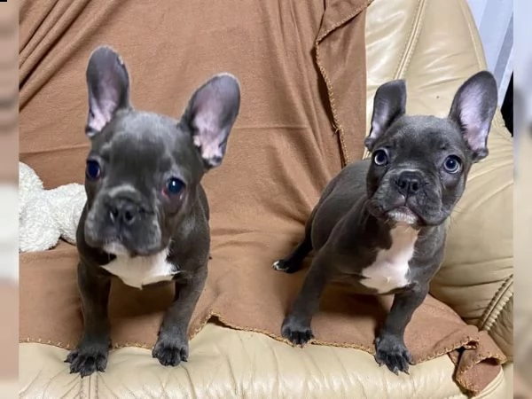 bouledogue francesi cuccioli splendidi,,,,,
