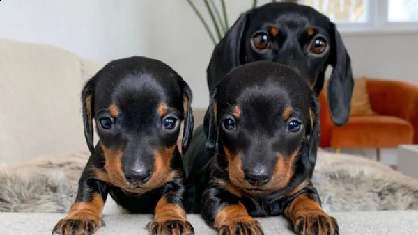 cuccioli bassotto tedesco nero focato con pedigree | Foto 0