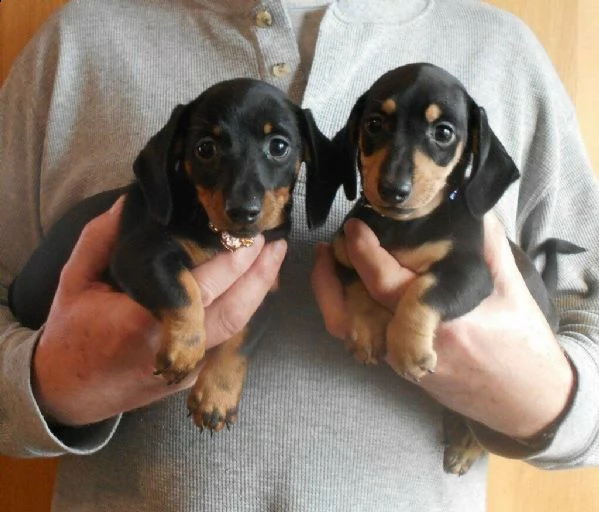 cuccioli bassotto tedesco nero focato con pedigree