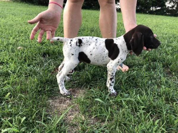 pointer inglese cuccioli disponibili