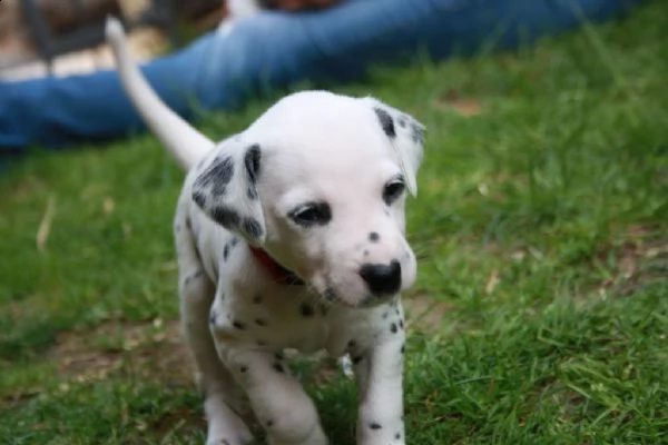 meravigliosa cucciolata di dalmata | Foto 0